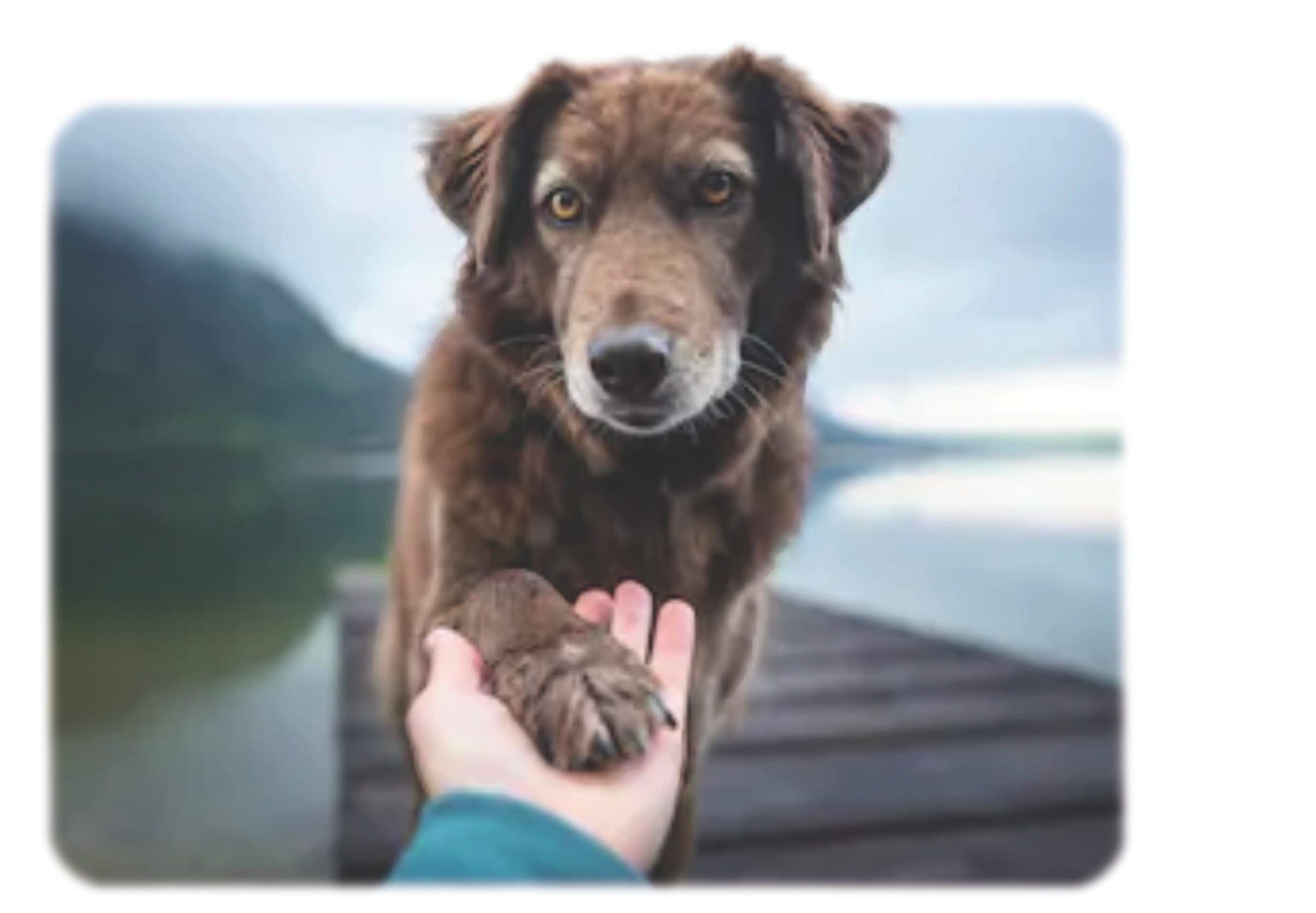 Photo of a trained mobility service dog wearing an official vest, helping its handler with balance and support.