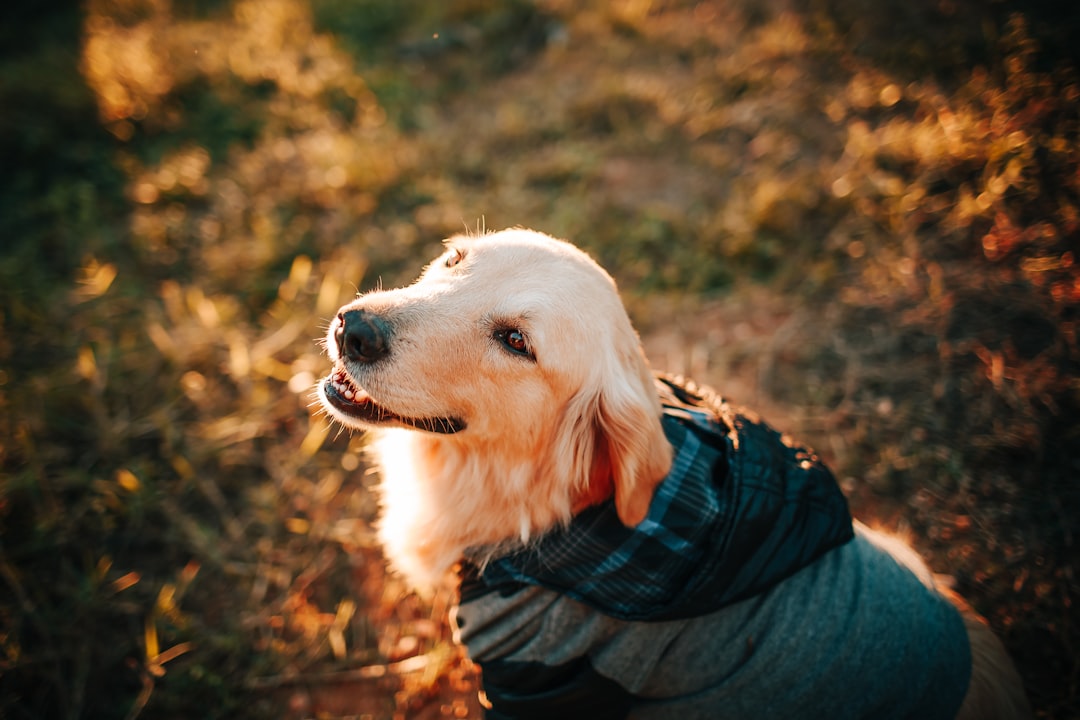 best dog breeds — golden retriever with blue and black plaid shirt
