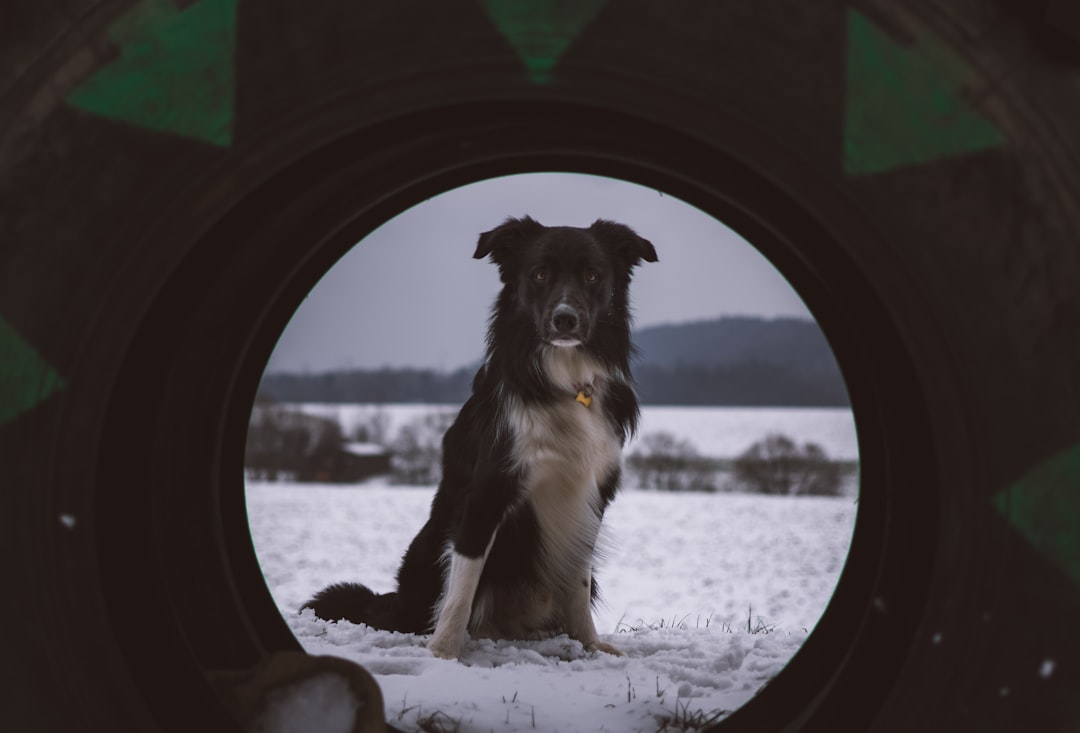 best dog breeds — vehicle tire with the view of dog sitting on snow field near mountain