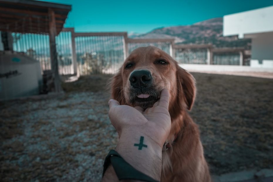 therapy dog temperament test — 7 Key Areas of the Therapy Dog Temperament Test: What Evaluators Really Look For