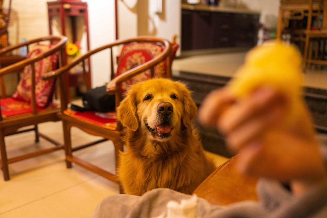 therapy dog temperament test — golden retriever lying on floor