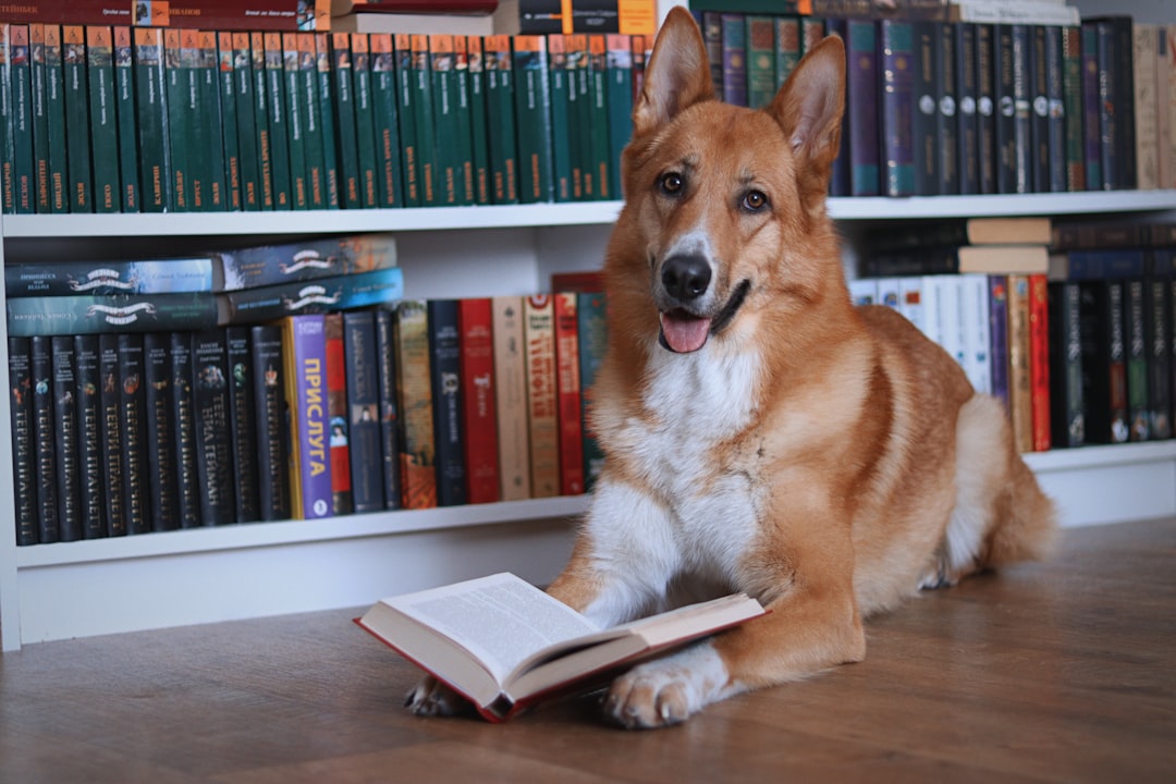 courthouse therapy dogs — A dog lies on the floor reading a book.