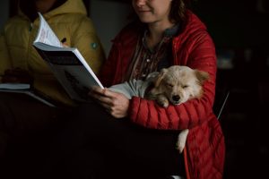 5 Essential Steps to Join Hospital Therapy Dog Programs in 2026