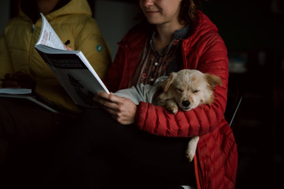 hospital therapy dog — 5 Essential Steps to Join Hospital Therapy Dog Programs in 2024