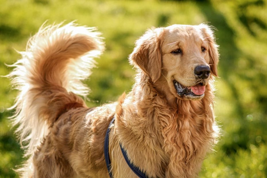 therapy dog vs service dog — 7 Critical Differences Between Therapy Dogs, Service Dogs & Support Animals in 2026