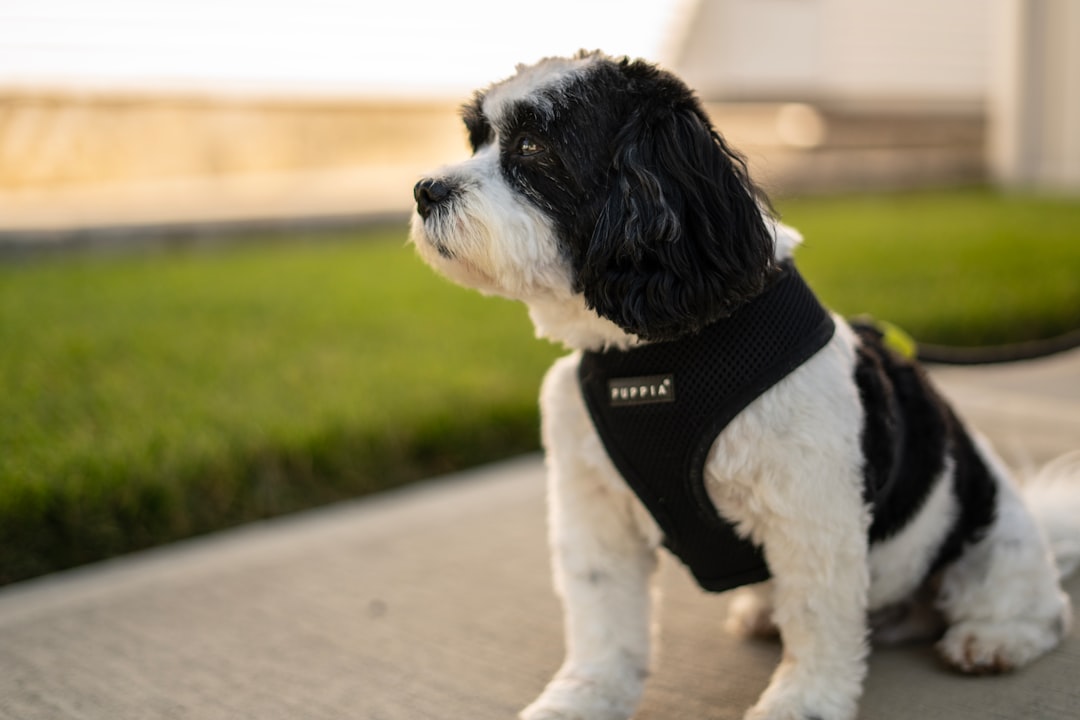 therapy dog vs service dog. White and black puppy near grass