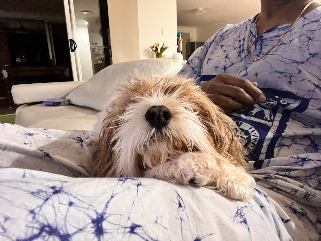 therapy dog vs service dog. A dog laying on a bed with a person in the background