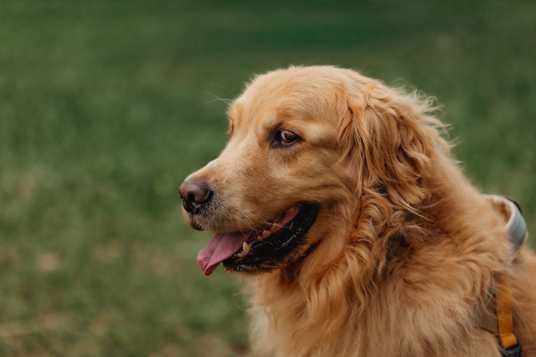 certify your dog — Golden retriever dog with tongue out in grass
