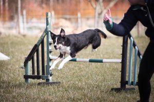 7 Essential Steps to Certify Your Dog as a Therapy Dog in 2026