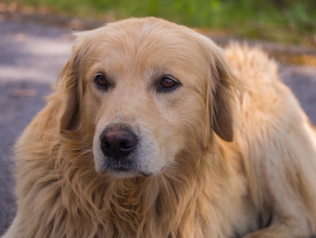 puppy therapy dog — golden retriever puppy on focus photo