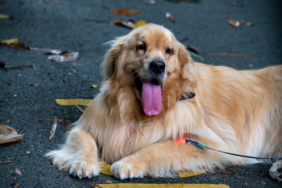 puppy therapy dog — Can a Puppy Become a Therapy Dog? Age Requirements and Training Timeline