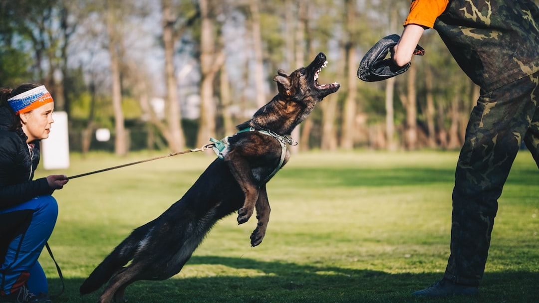 dog body language — black and tan german shepherd running on green grass field during daytime