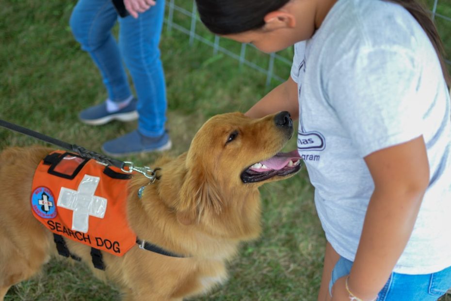 therapy dog organizations — Therapy Dog Organizations Compared: How to Find the Right Fit for You and Your Dog