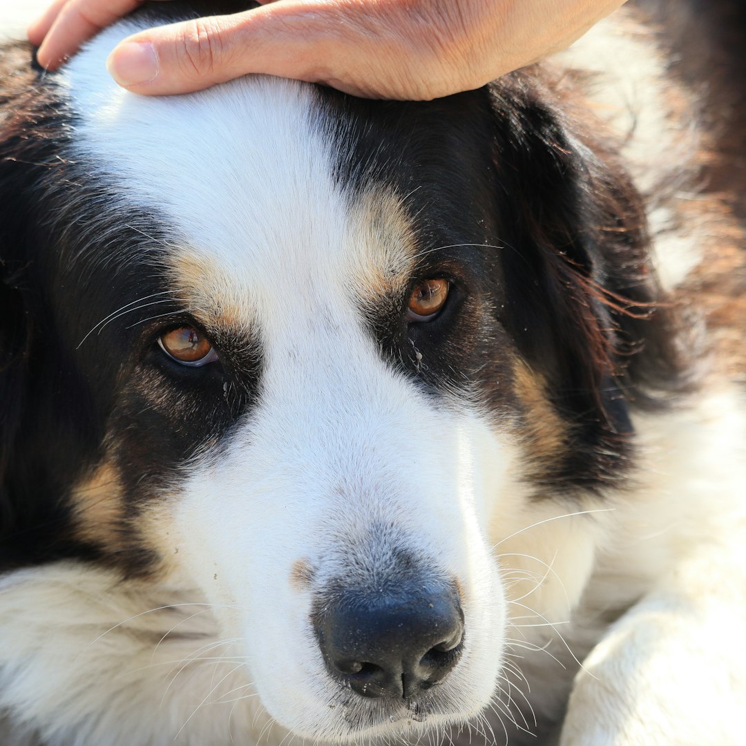 therapy dog organizations — A hand pets a dog's head