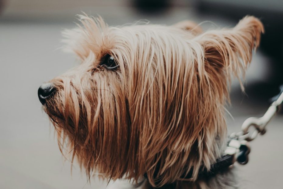 therapy dog organizations — Therapy Dog Organizations in the US: How to Choose the Right One