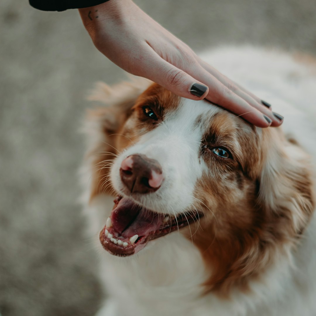 therapy dog certification — a person petting a brown and white dog