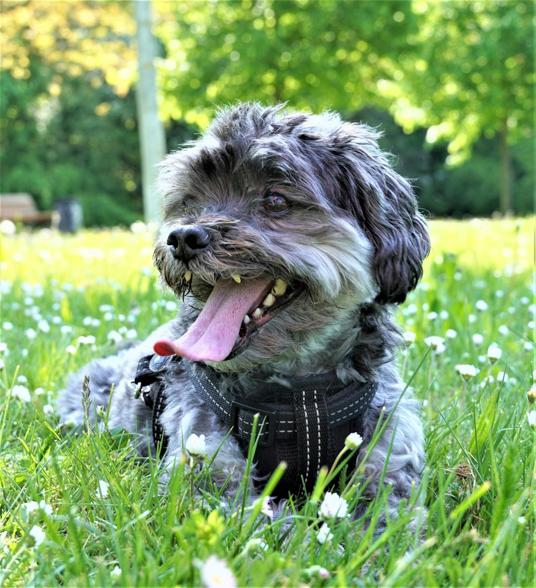 therapy dog temperament test — A small dog lies in a grassy field with flowers.