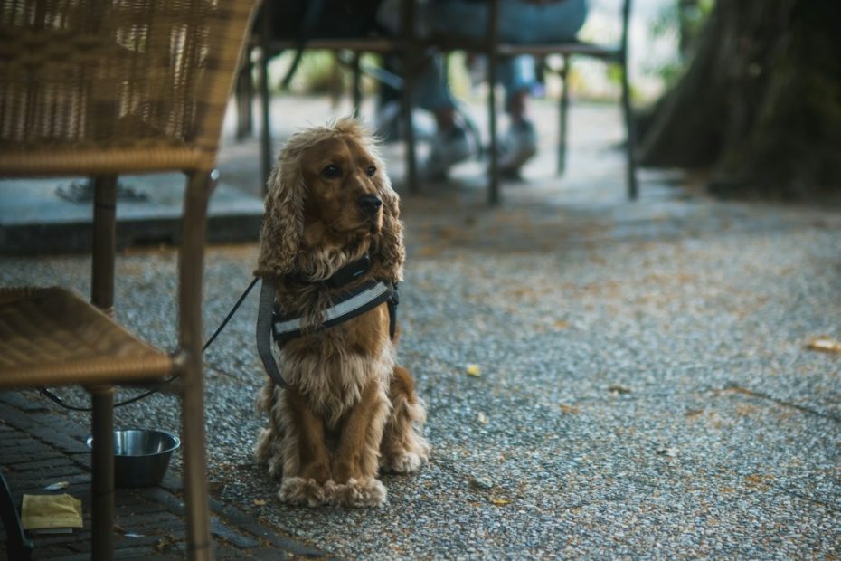 therapy dog temperament test — Therapy Dog Temperament Test: What Evaluators Look For