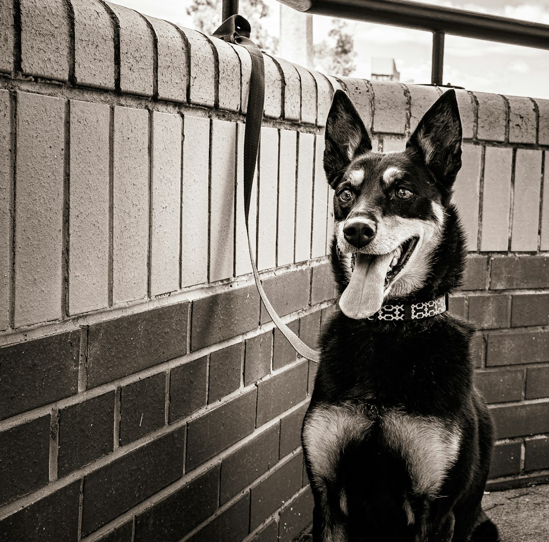 therapy dog certification — a black and white photo of a dog sitting in front of a brick wall