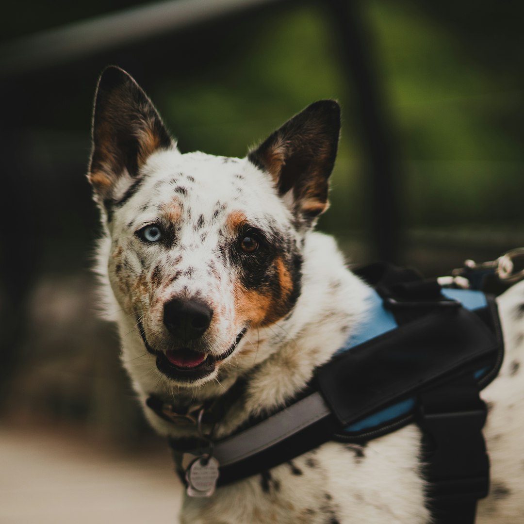 therapy dog certification — white and black short coated dog with black harness