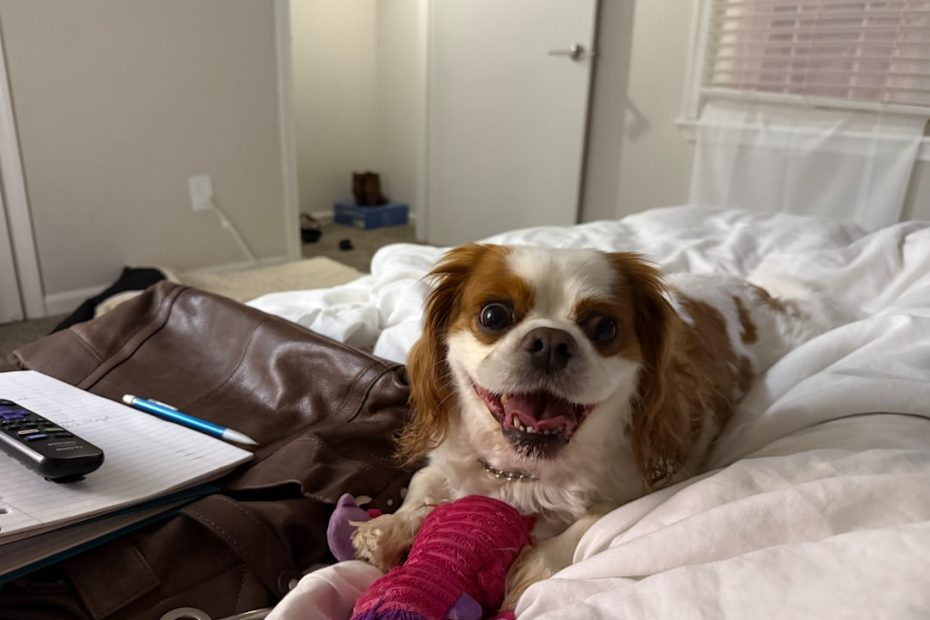 therapy dog certification — Therapy Dog Certification: What the Process Actually Involves
