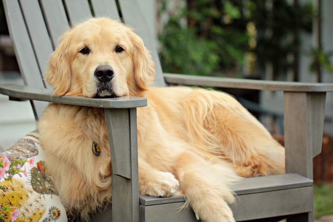 therapy dog vs service dog — golden retriever puppy on grey wooden fence during daytime