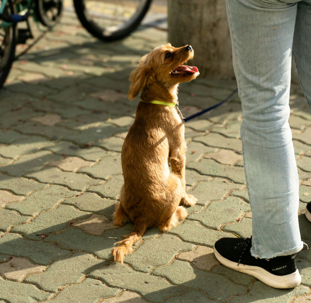 therapy dog vs service dog — a brown dog sitting on top of a stone floor next to a person