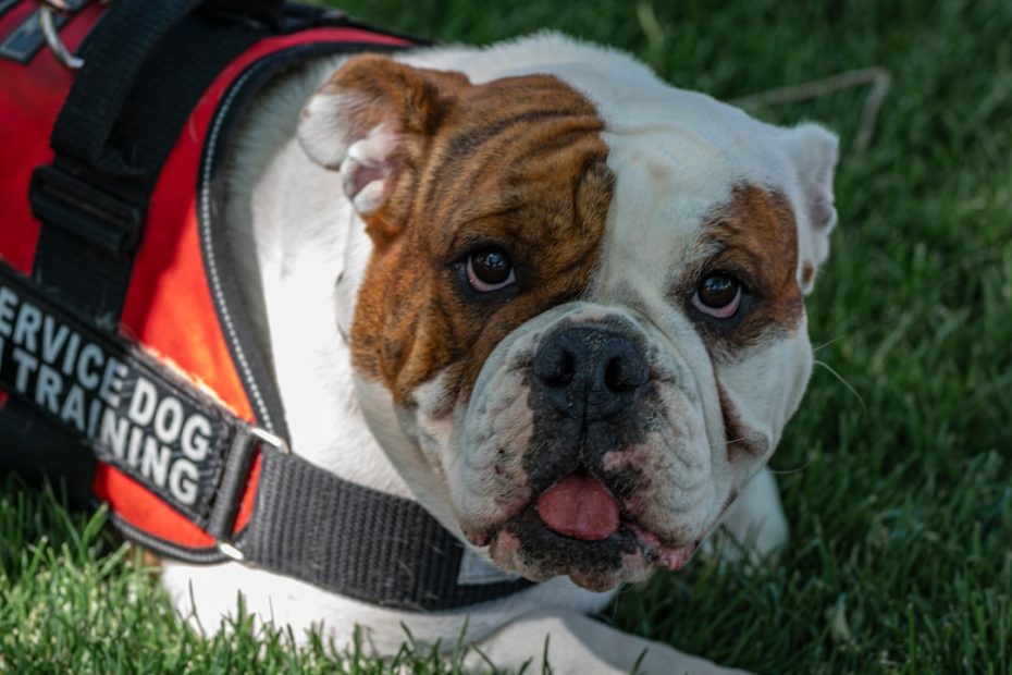 therapy dog vs service dog — Therapy Dog vs Service Dog vs Support Animal: The Differences That Matter