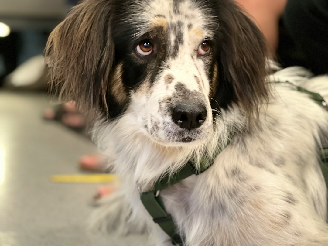 therapy dog breeds — a dog with a green collar