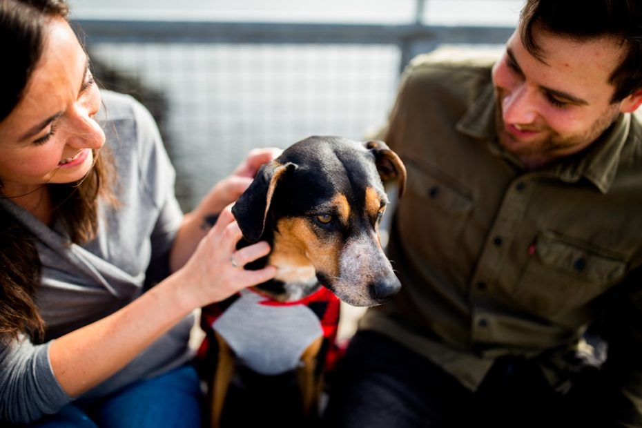 therapy dog visit routine — Therapy Dog Visit Routine: How to Protect Your Dog's Energy and Keep Visits Meaningful