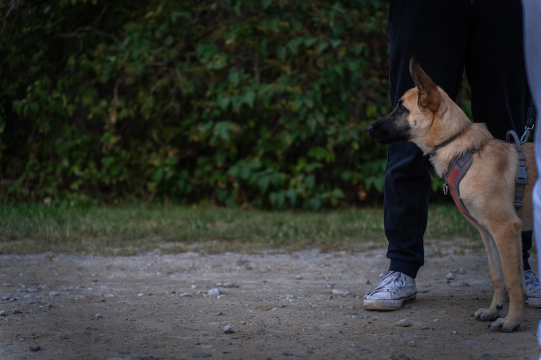 therapy dog visit routine — a dog standing next to a person on a dirt road
