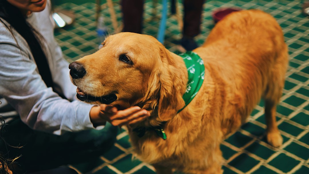 therapy dog program setup — a person petting a dog with a green collar