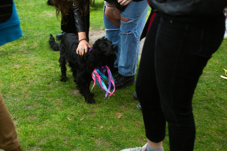 therapy dog program setup — Therapy Dog Program Setup: What Hospitals, Schools, and Libraries Need to Know